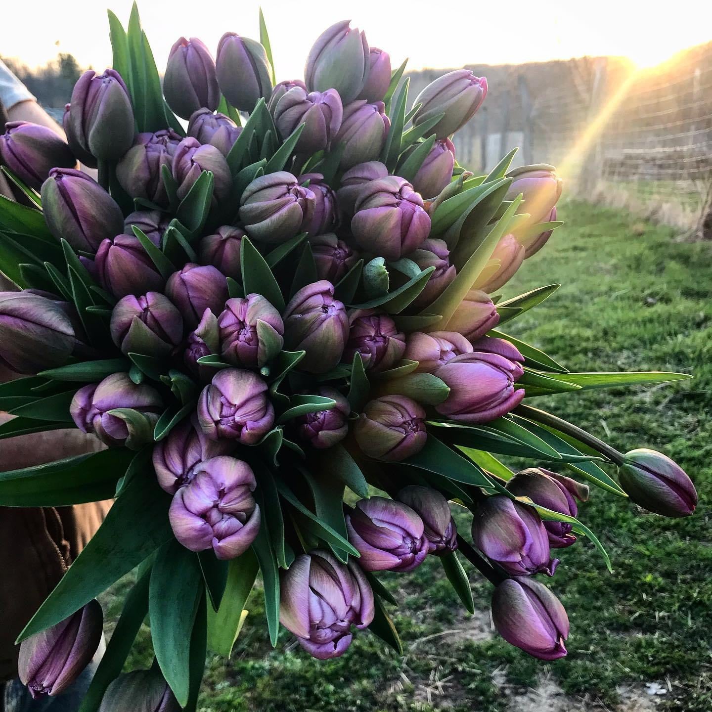 Mother’s Day Tulip Bouquet