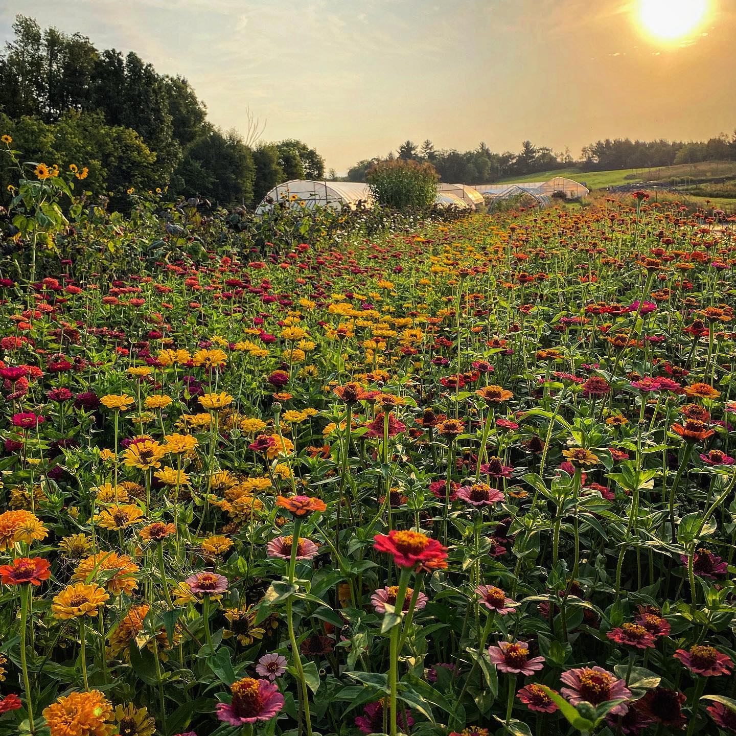 Flower Farm Photography Venue Rental