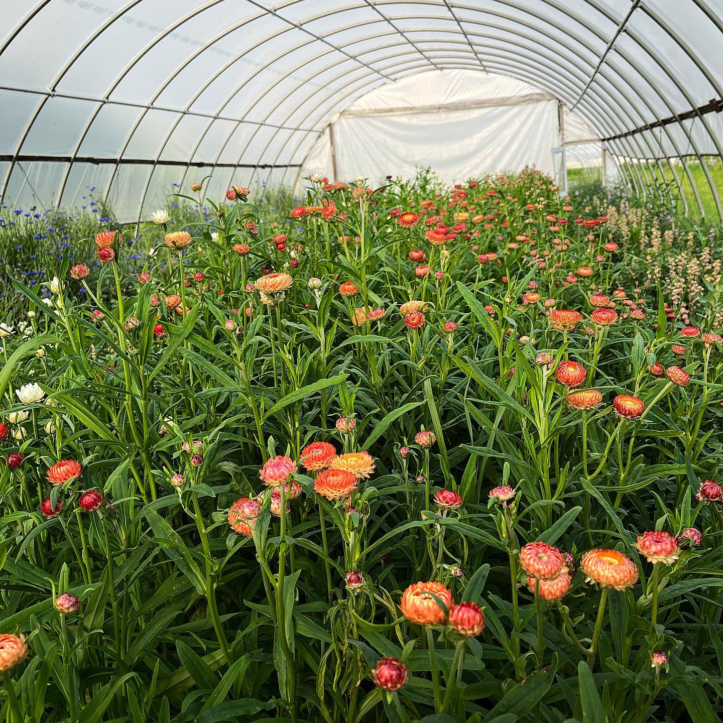 Flower Farm Photography Venue Rental